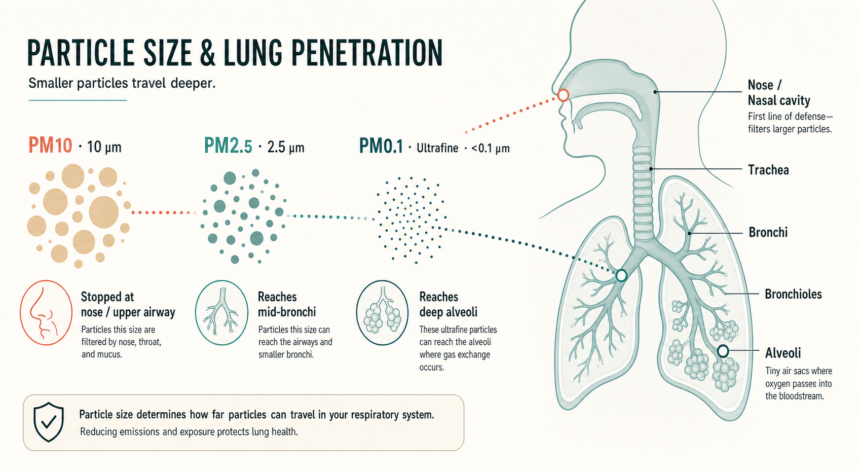 Diagram showing PM10, PM2.5, and ultrafine PM0.1 particles and how each penetrates deeper into the respiratory system
